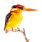 Mounted Oriental dwarf kingfisher (A)