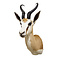 Springbok trophy