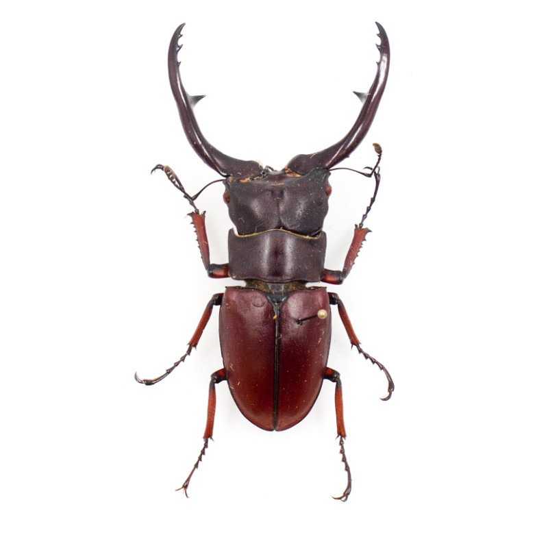 Prosopocoilus astacoides pallidipennis DMW.nu