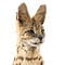 Mounted Serval