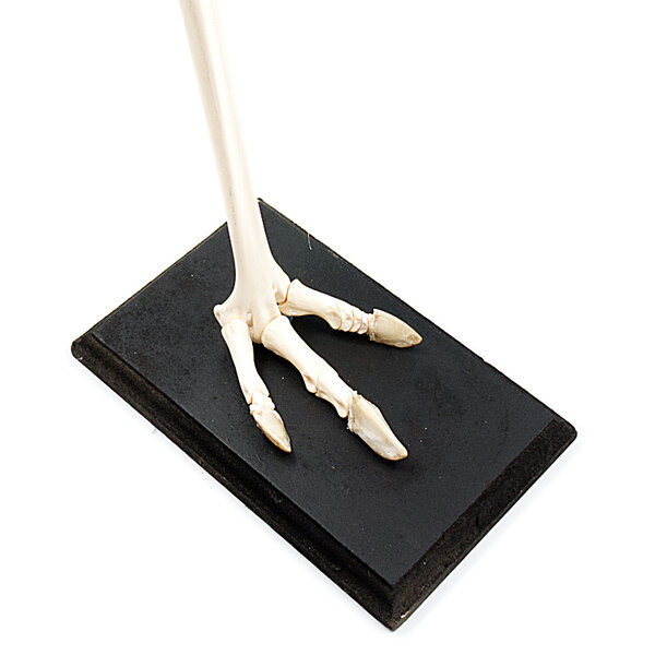Skelet nandoe-poot