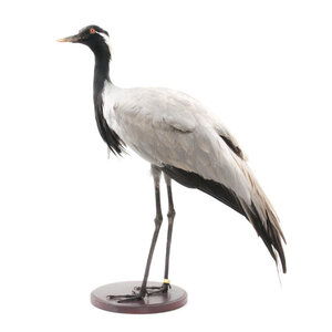 Mounted demoiselle crane (C)