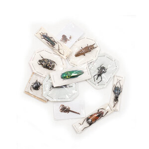 Mix bag of unprepared beetles (10 pieces)