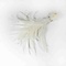 Rooster feathers white 20-30 cm per 50 pieces
