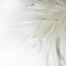 Rooster feathers cream 20-30 cm per 50 pieces