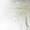 Rooster feathers white 20-30 cm per 50 pieces