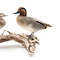 Mounted Eurasian teal couple