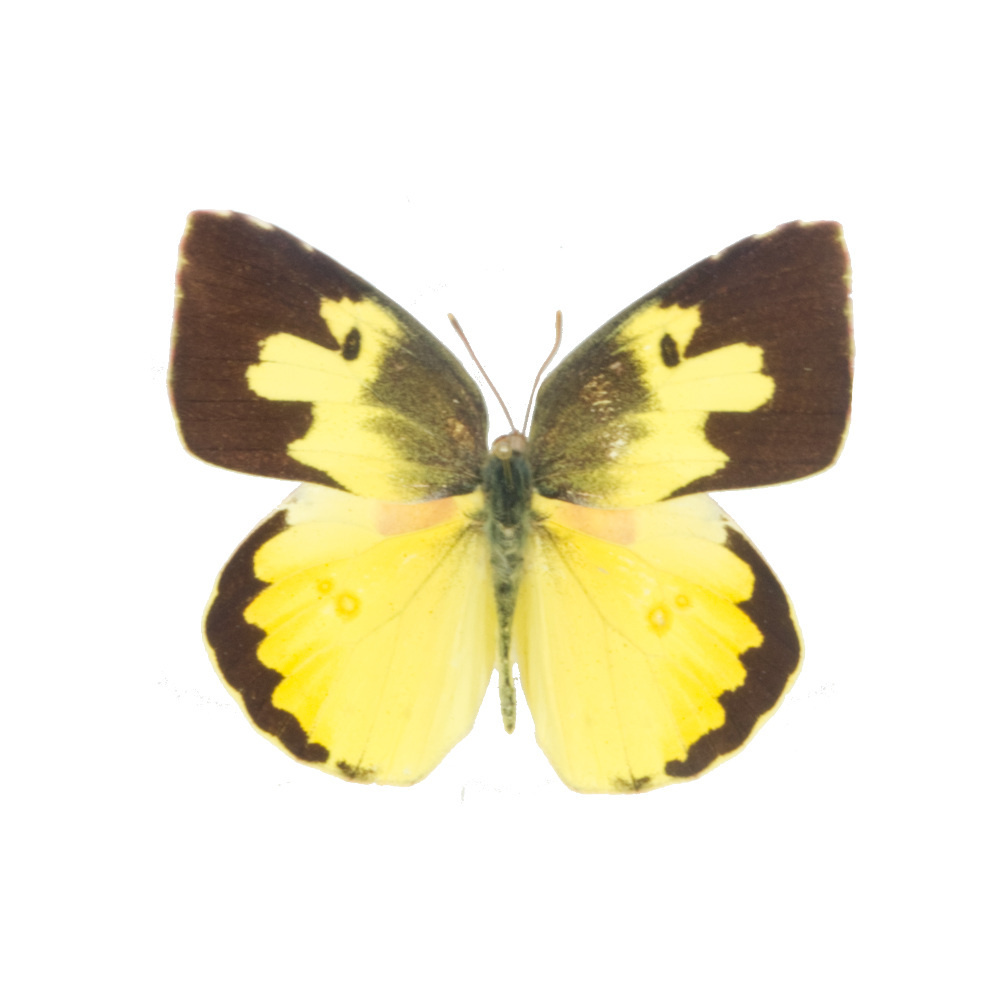 Zerene eurydice - DMW.nu