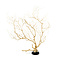 Yellow sea fan on wooden base