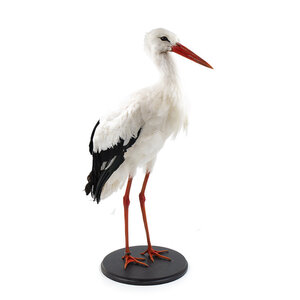 Mounted white stork