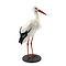 Mounted white stork