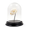 Skull cat in glass dome