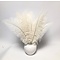 Straußvogel Federn Creme 40-50 cm