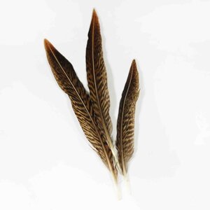Golden Pheasant feathers 15- 17  cm (10 pieces)
