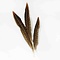 Golden Pheasant feathers 17cm (10 pieces)