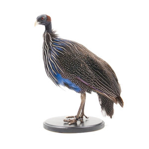 Mounted vulturine guineafowl