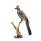 Mounted Grey go-away-bird