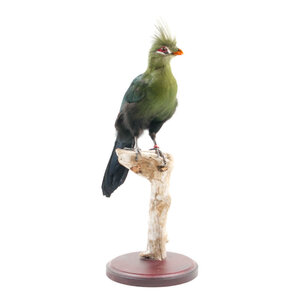 Mounted Schalow's turaco