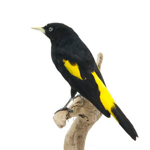 Mounted yellow-rumped cacique