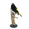 Mounted yellow-rumped cacique