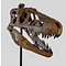 Schädel Daspletosaurus  (Replik)