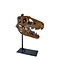 Schädel Daspletosaurus  (Replik)