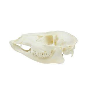 Skull of a water deer