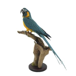 Mounted  blue-throated macaw