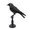 Mounted Western jackdaw