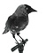 Mounted Western jackdaw