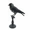 Mounted Western jackdaw