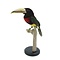 Ivory-billed Aracari (B)