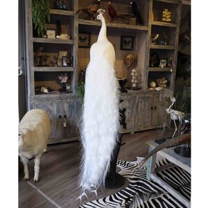 Mounted white peacock on exclusive pedestal