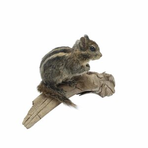 Mounted Swinhoe's striped squirrel