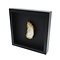 Oyster in elegant frame