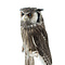 Mounted White-faced owl