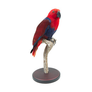 Mounted Eclectus parrot