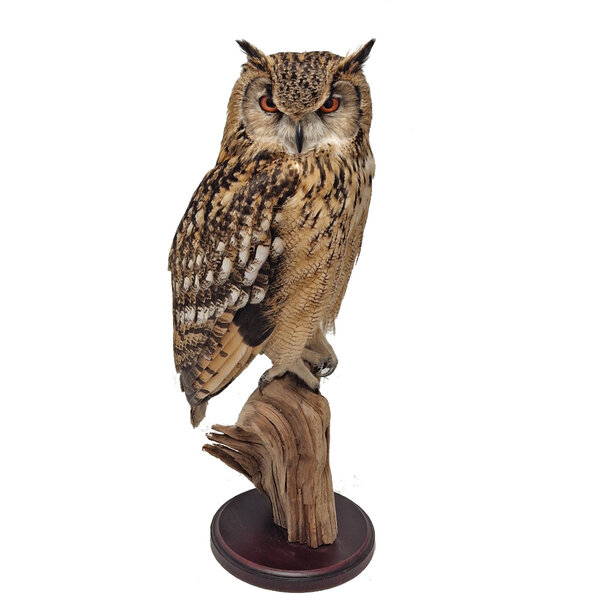 Mounted Indian eagle owl- Owl Taxidermy
