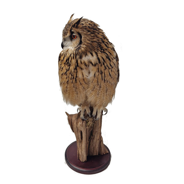 Mounted Indian eagle owl- Owl Taxidermy