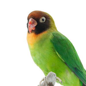Mounted black-headed parrot