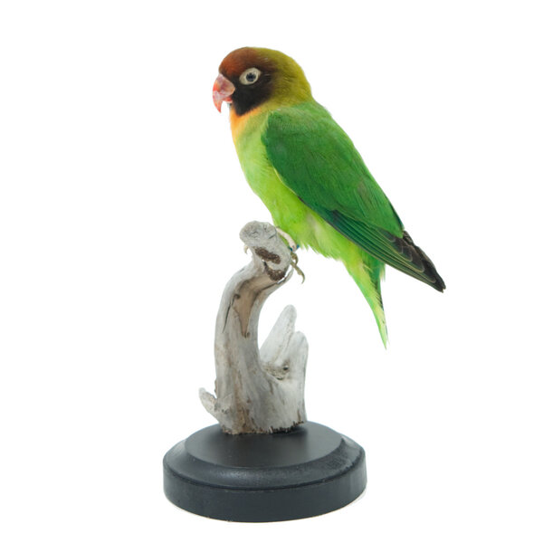 Mounted black-headed parrot