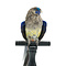 Mounted Bluebonnet parakeet