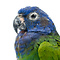 Mounted blue-headed parrot