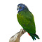 Mounted blue-headed parrot