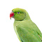 Mounted Rose-ringed parakeet