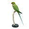 Mounted Rose-ringed parakeet