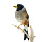 Mounted Chinese grosbeak