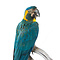 Stuffed blue-throated macaw