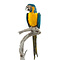 Stuffed blue-throated macaw