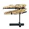 Mosasaurus Schädel auf Ständer